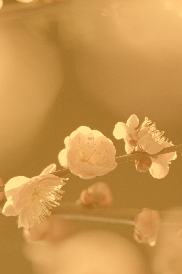 Цветущая вишня обои