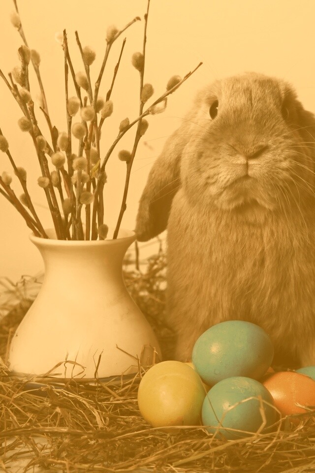 Пасхальный кролик обои