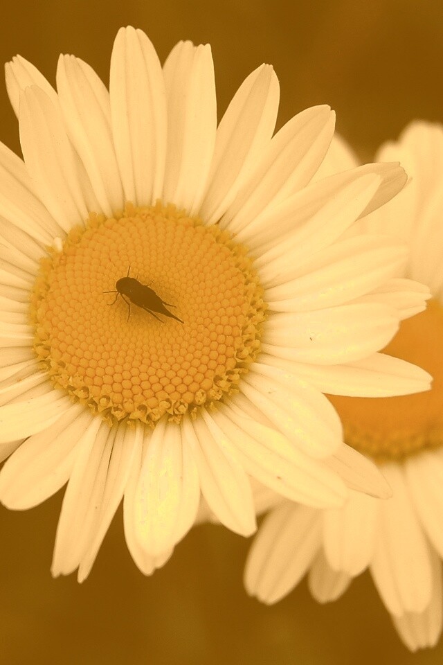 Ромашки обои