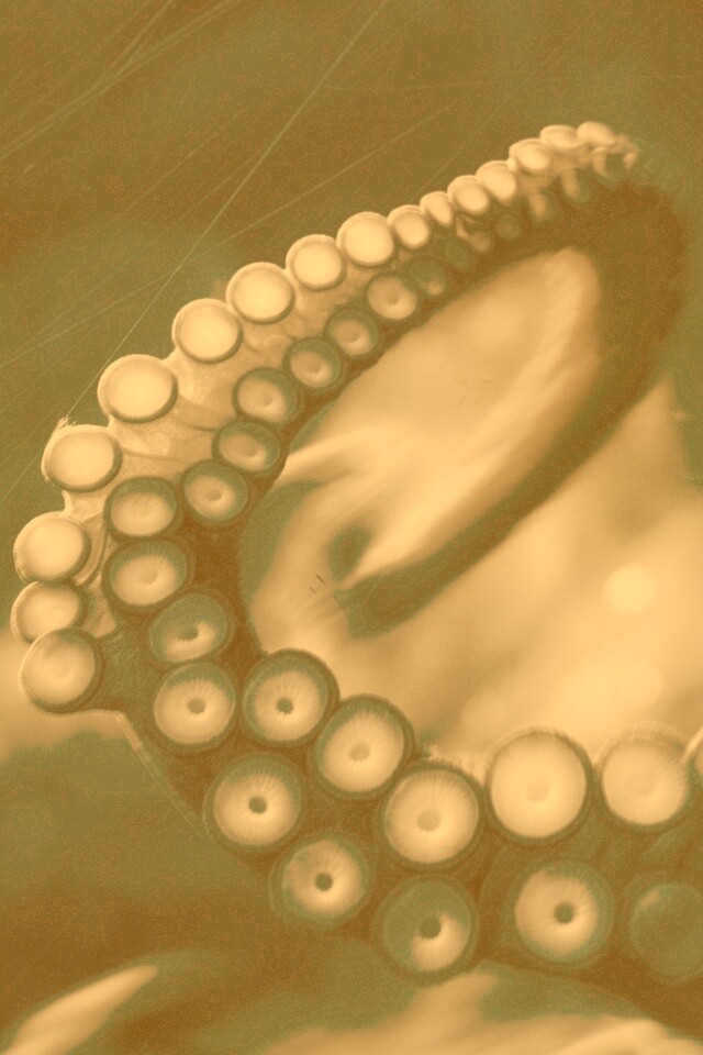 Щупальце обои