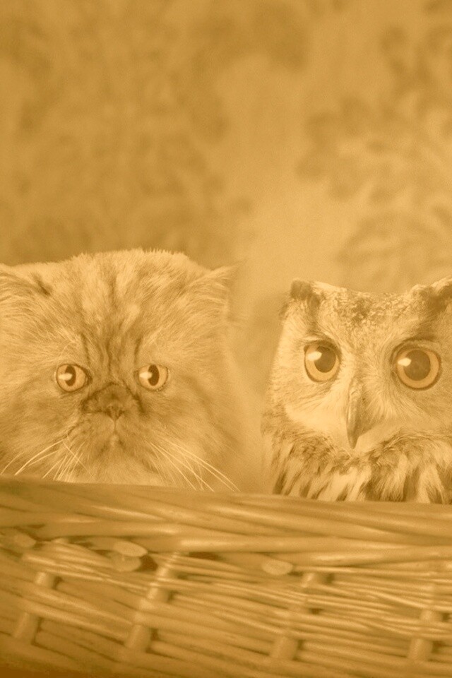 Чужой среди своих обои