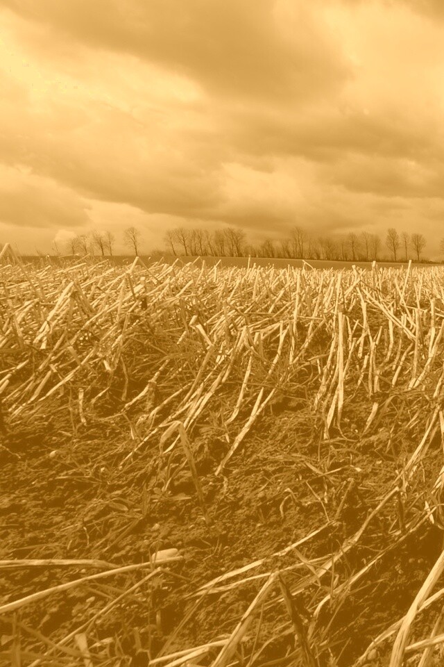 Убранное поле обои