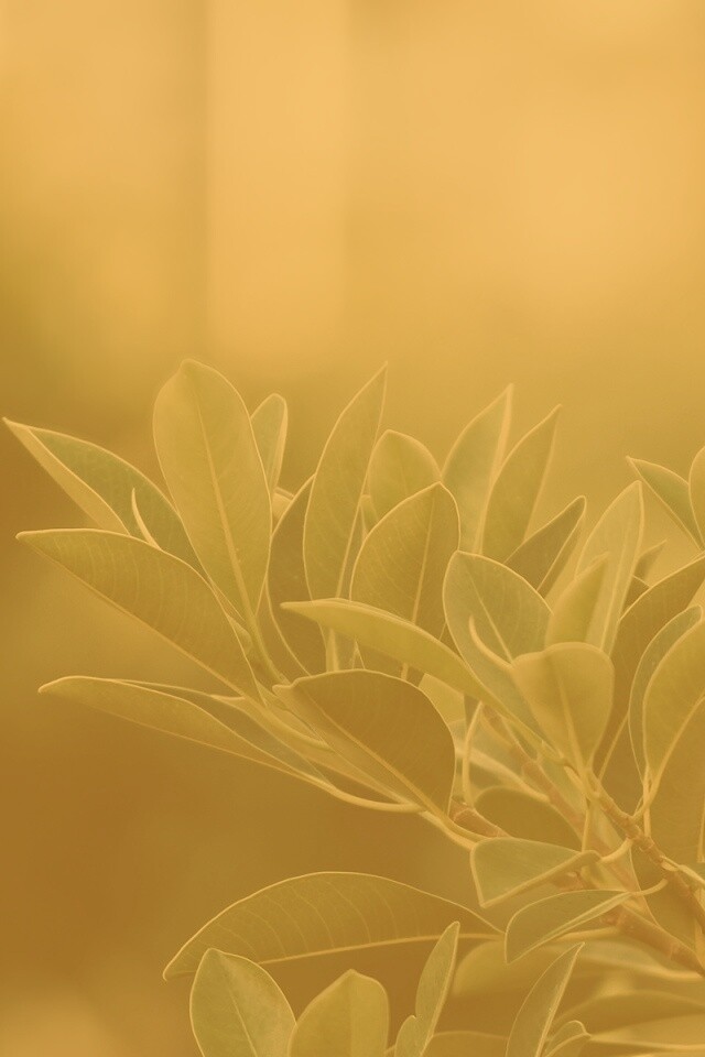 Листья обои