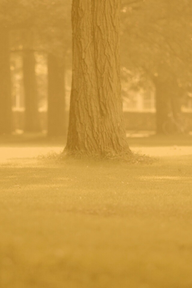 Ствол дерева обои