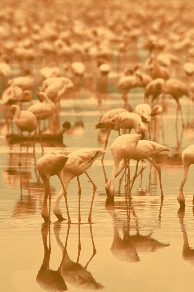 Розовые фламинго обои