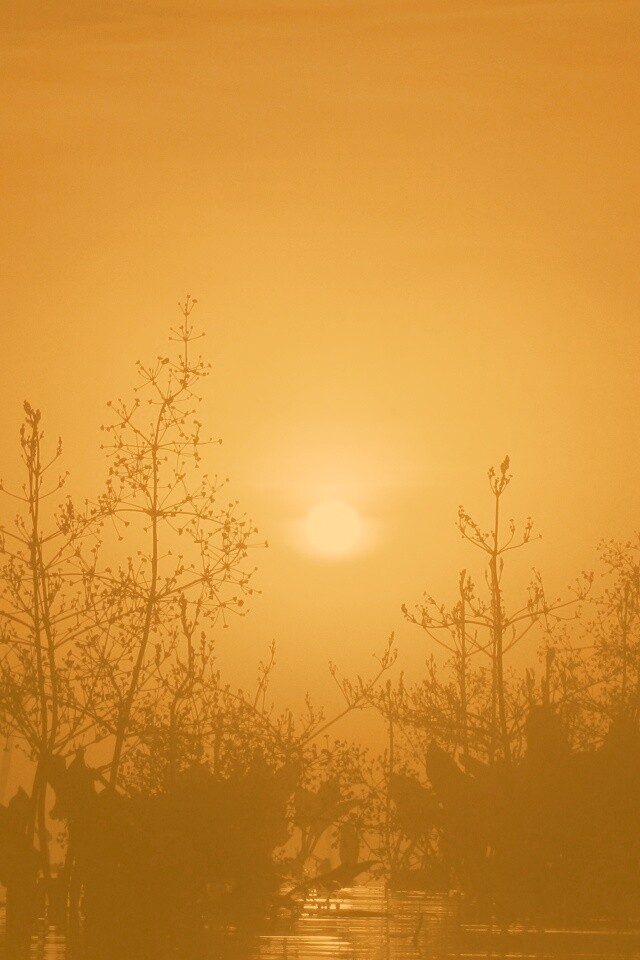 Доисторическое утро обои