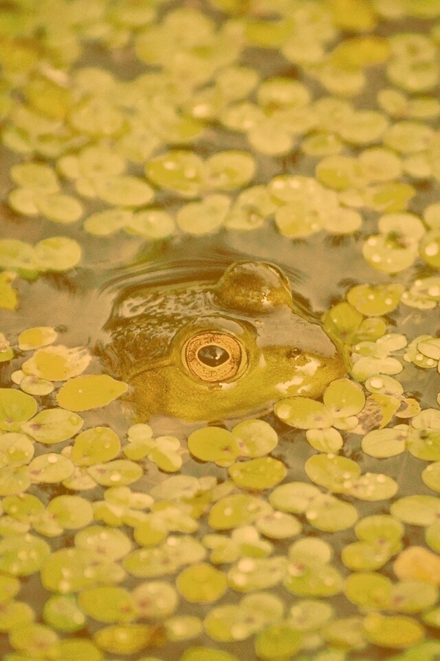 Маленькая лягушка обои