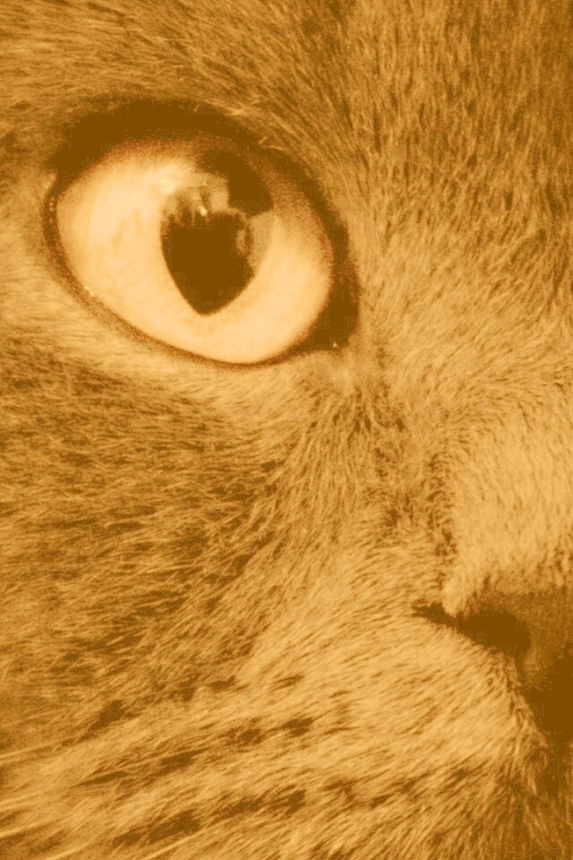 Черный кот с оранжевыми глазами обои