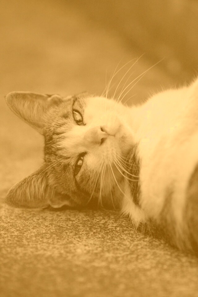 Кот лежит на спине обои