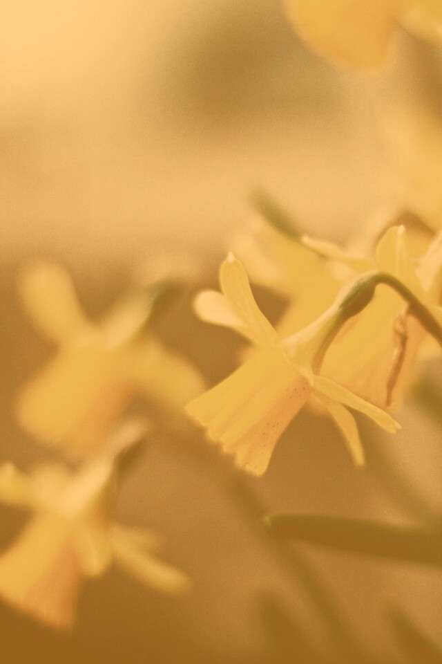 Нарциссы обои