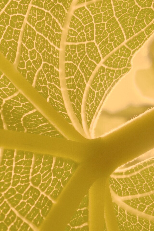 Внутренняя сторона листа обои