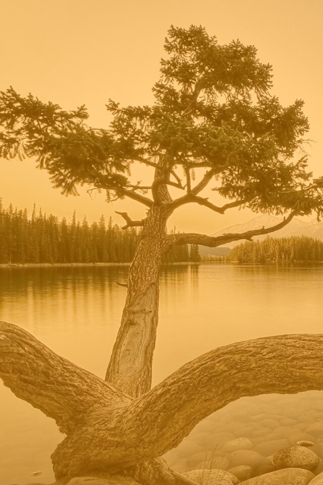 Дерево у горного озера обои