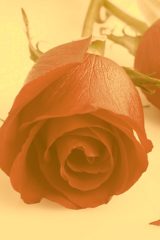 Две красные розы обои