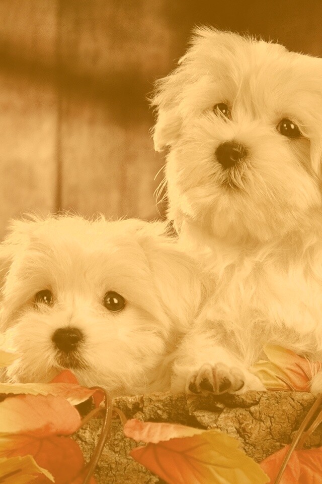 Два белых и пушистых пёсика  обои