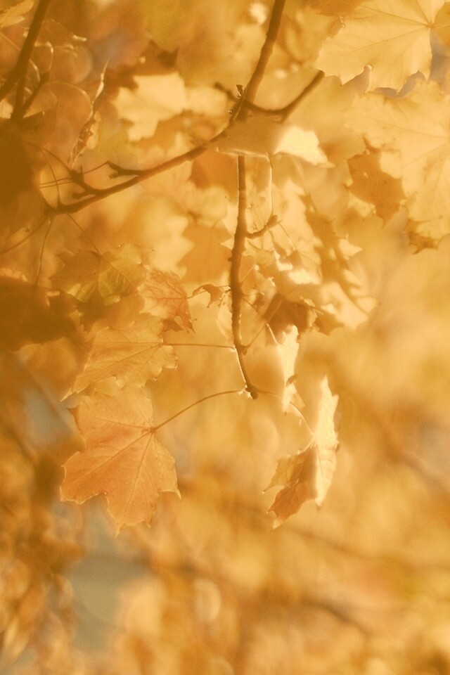 Жёлтые листья обои
