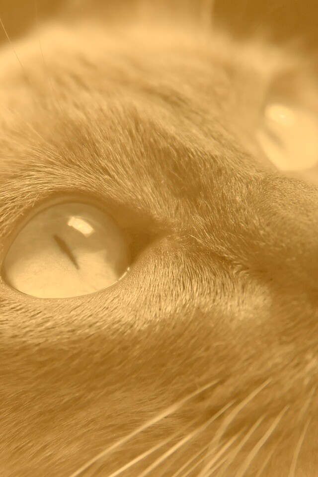 Кот с голубыми глазами обои