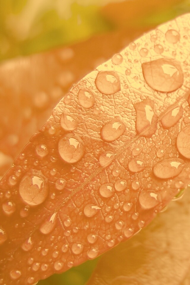 Капли росы на красных листьях обои