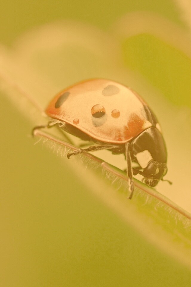 Божья коровка обои