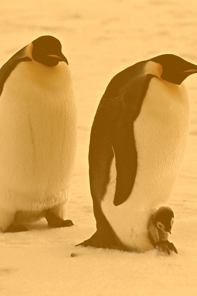 Семья пингвинов обои
