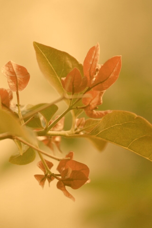 Разноцветные листья обои