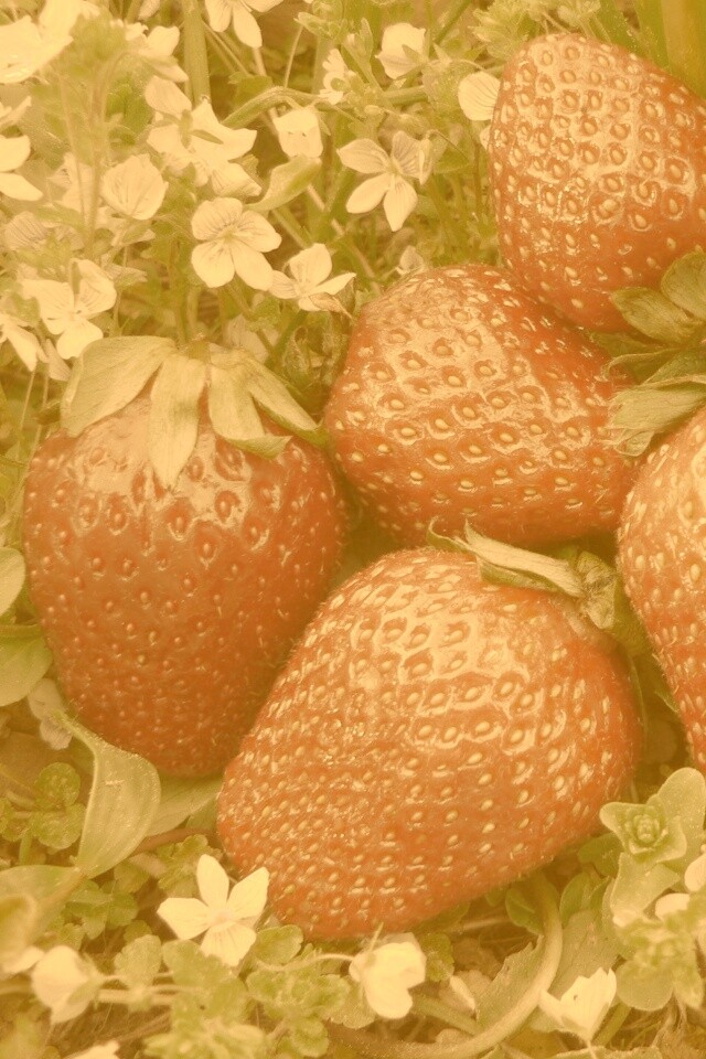 Клубника обои