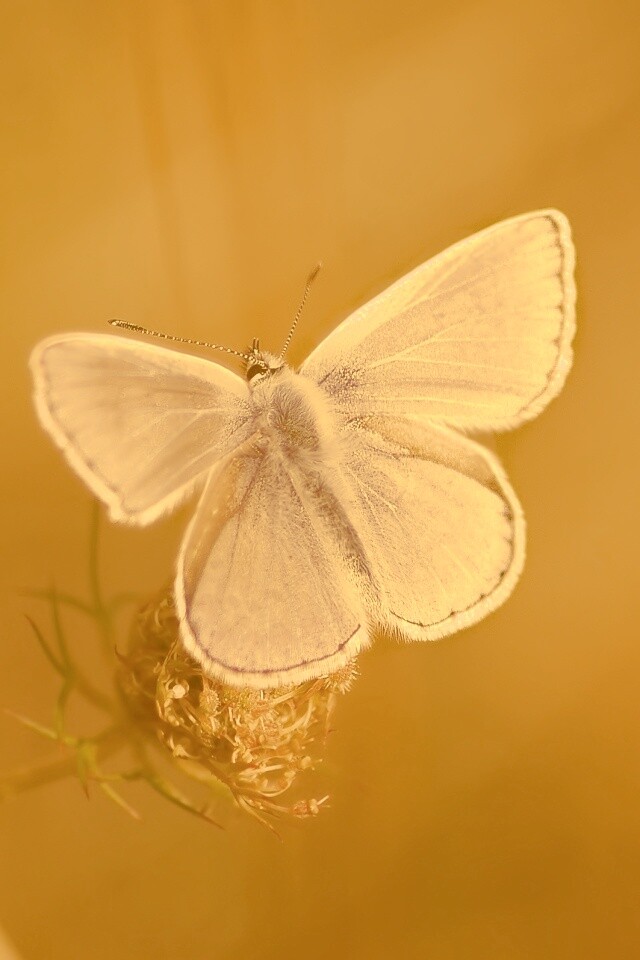 Бабочка с фиолетовыми крыльями обои