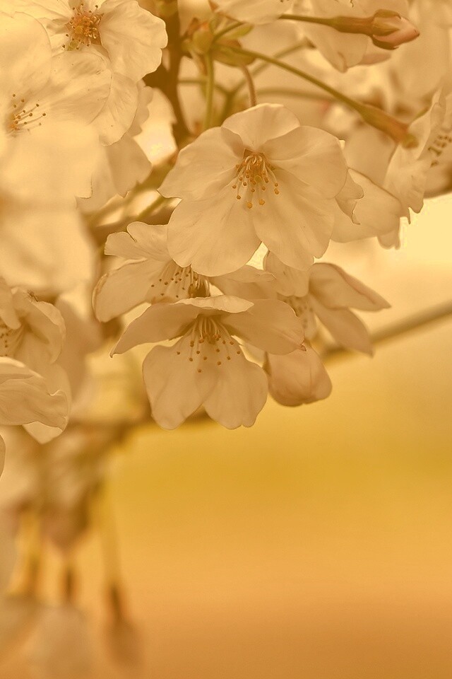Цветение вишни обои