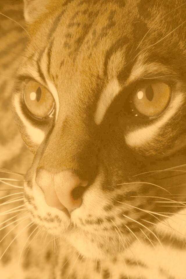 Оцелот обои