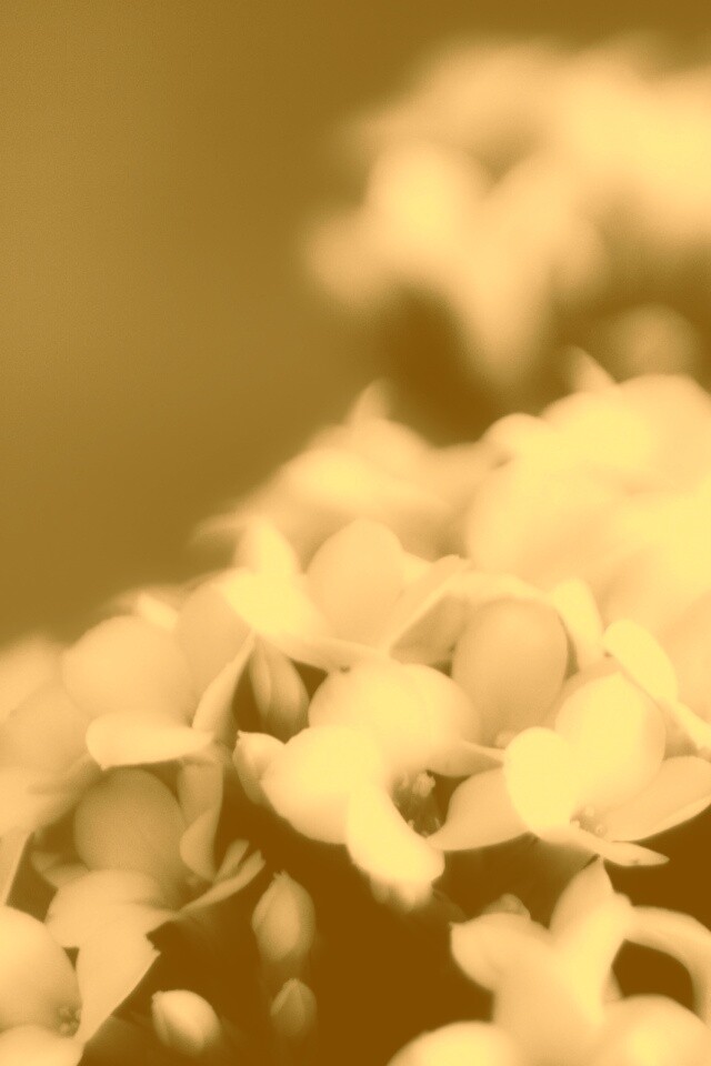 Белоснежные цветочки обои