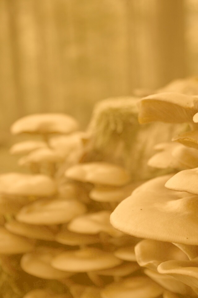 Лесные грибы на пне обои