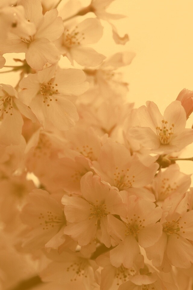 Цветение вишни обои