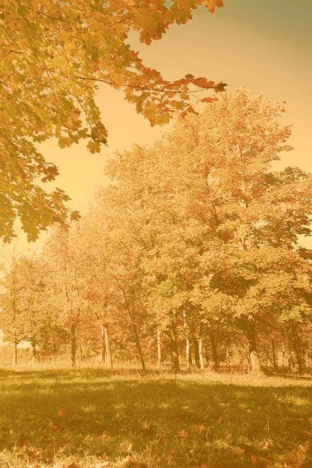 Осень в лесу обои