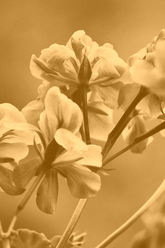 Чёрно-белое фото цветов обои