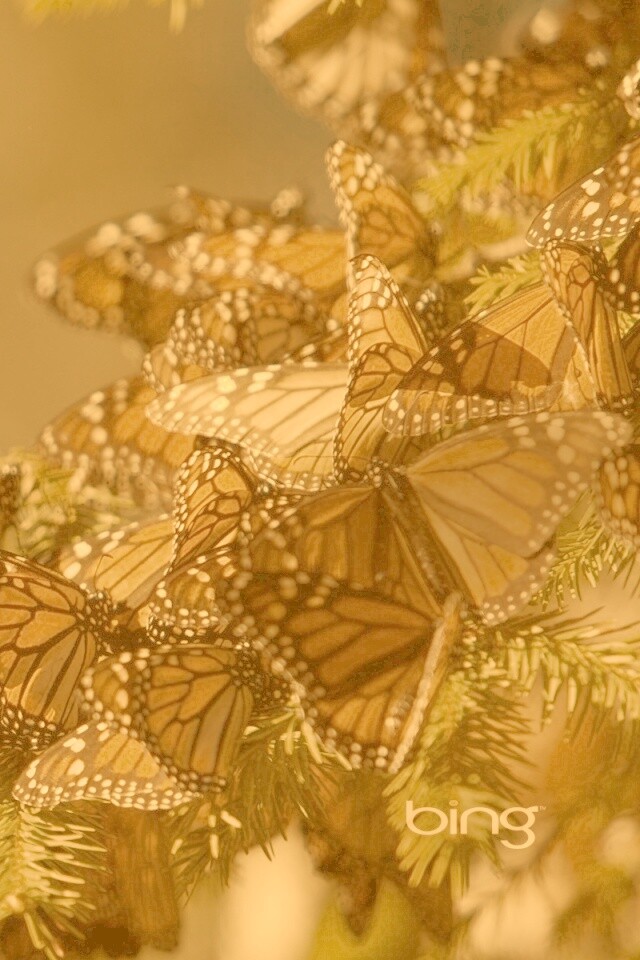 Бабочки облепили ёлку обои