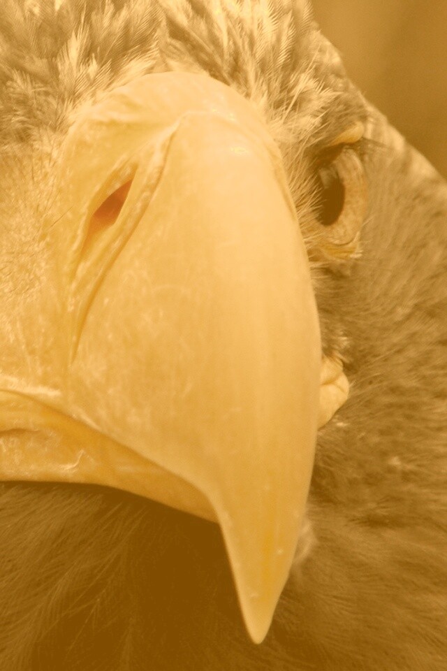 Орёл - птица гордая обои