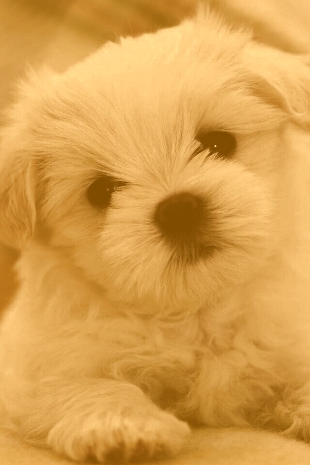 Щенок мальтийской болонки обои