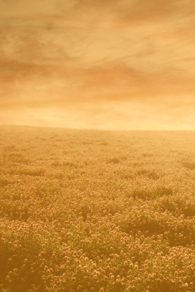 Закатное небо над цветочным полем обои