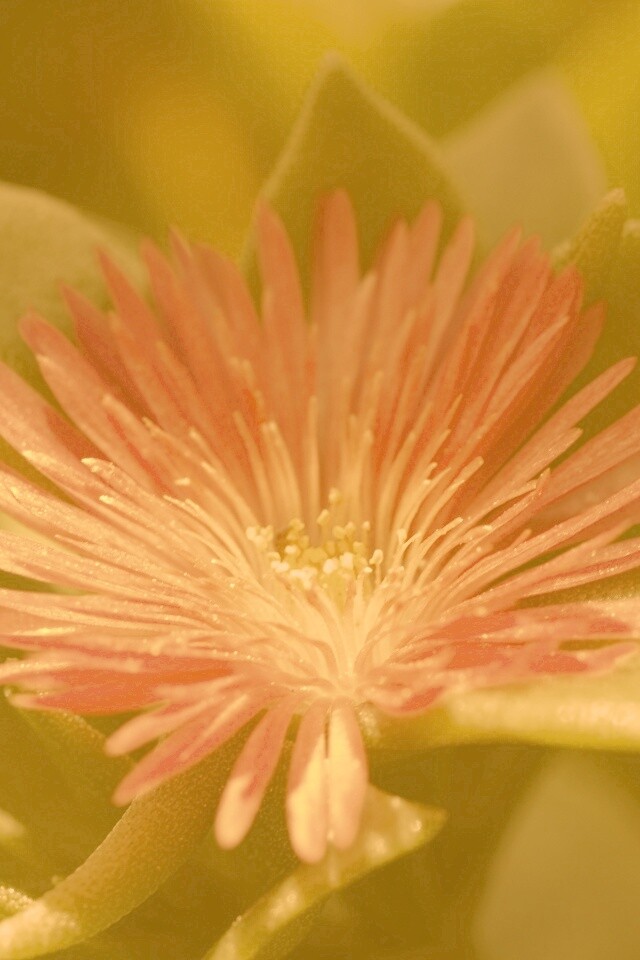 Чудесный цветок обои