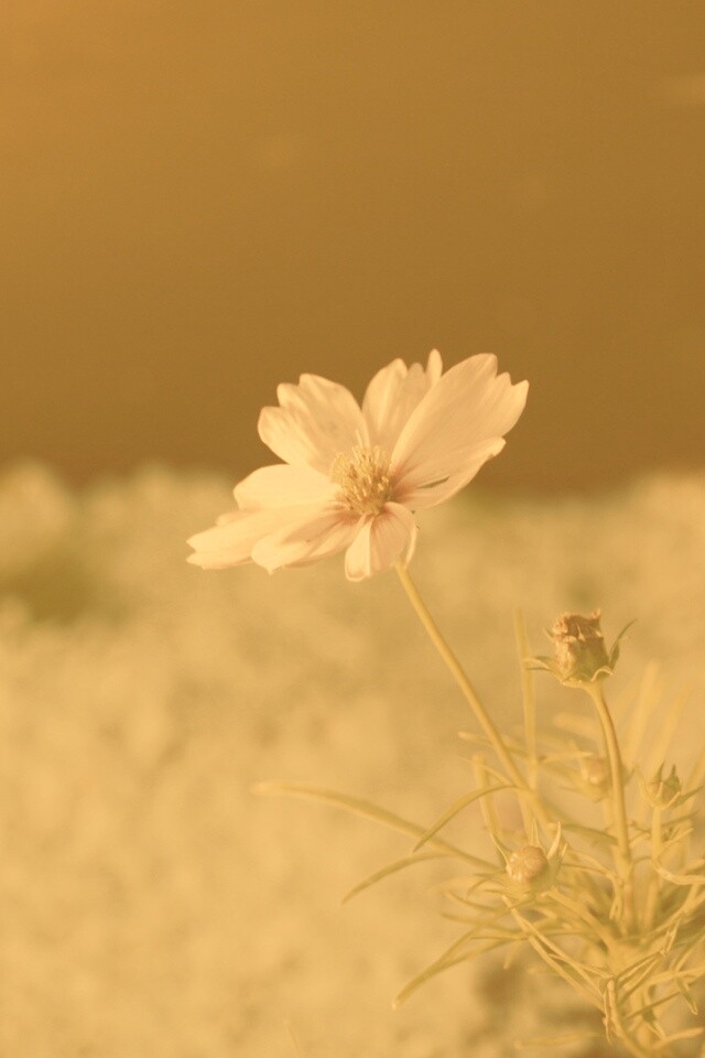 Полевой цветок обои