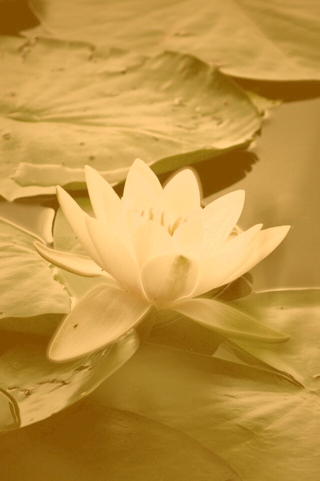 Кувшинка обои