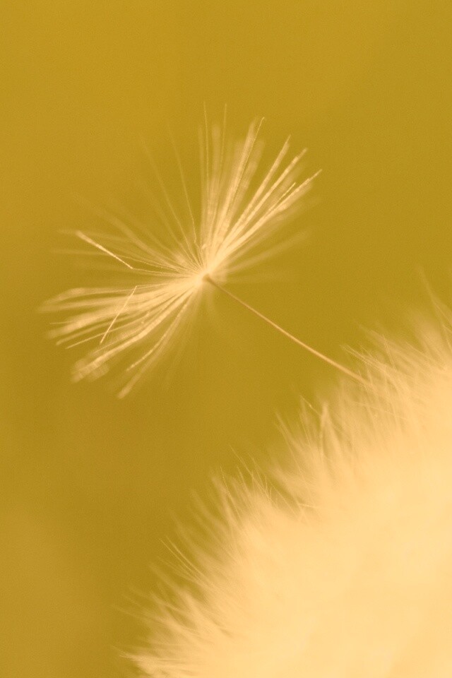 Пушинка одуванчика обои