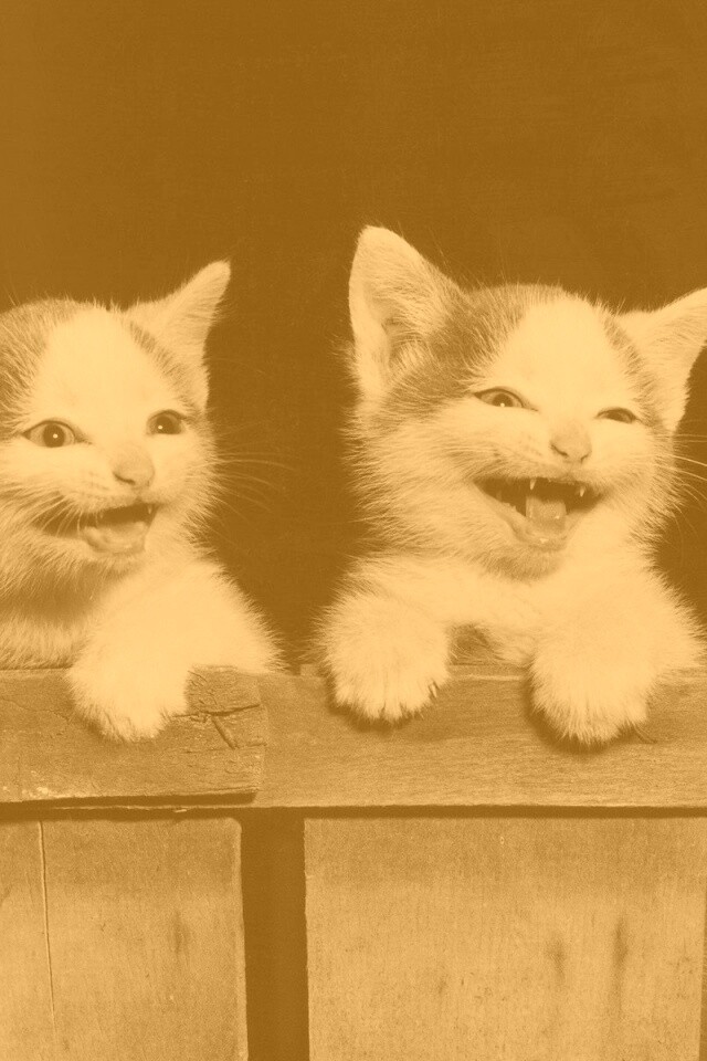 Три милых котенка обои