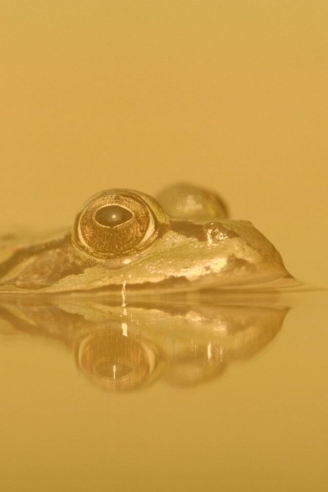 Лягушка обои