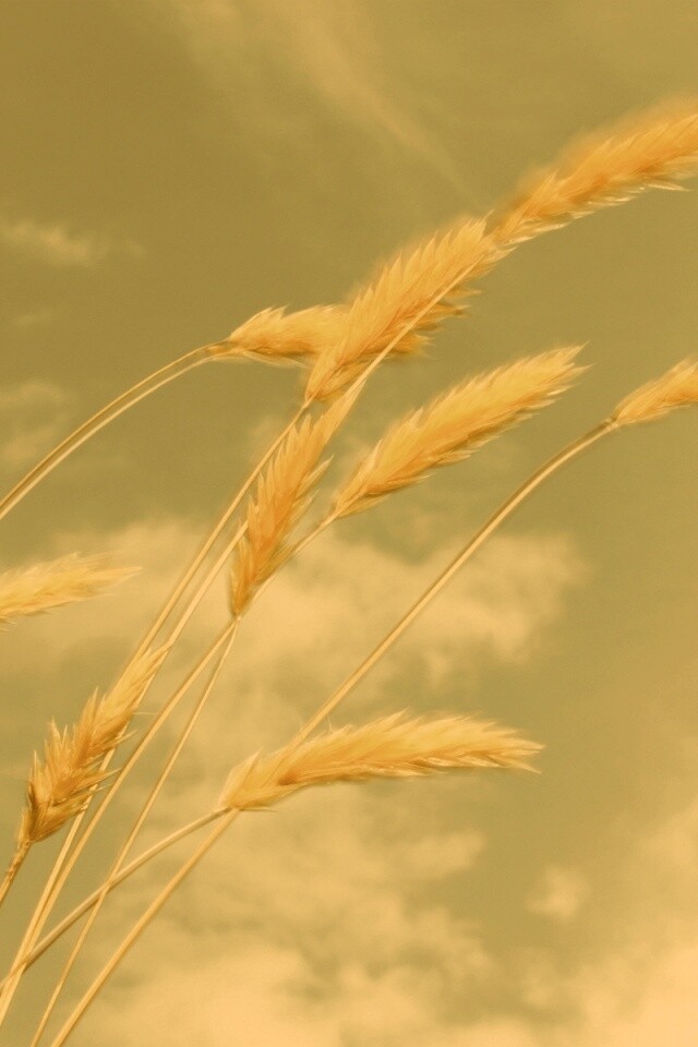 Колосья обои
