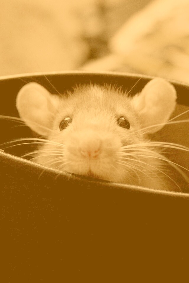 Мышонок выглядывает из ботинка обои