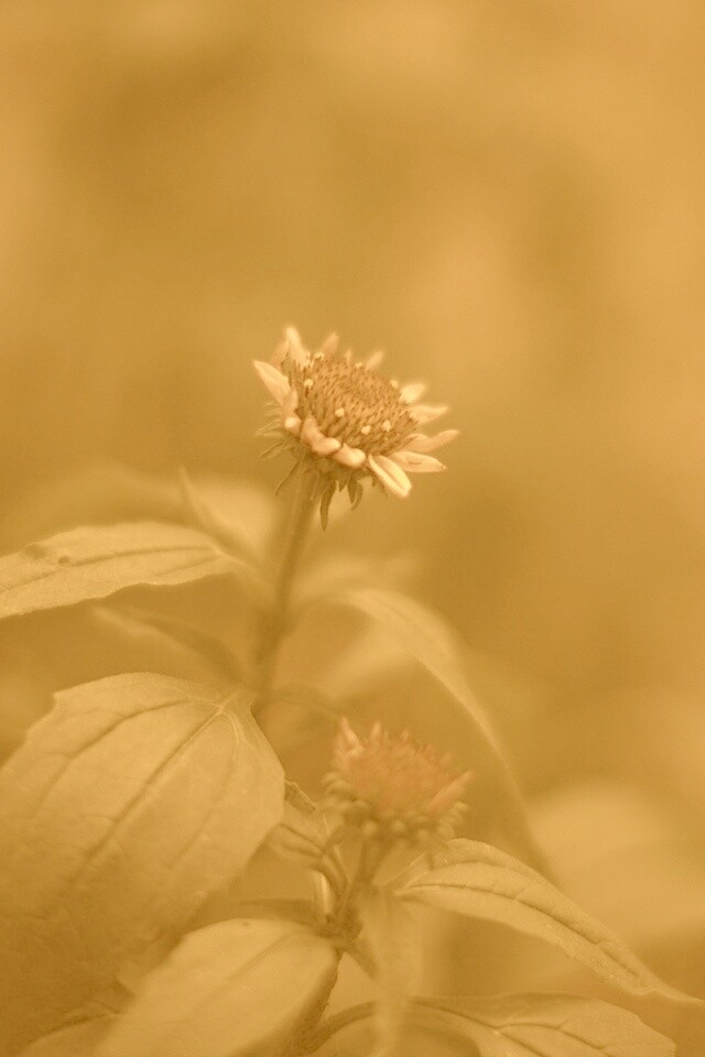 Фотография цветка обои