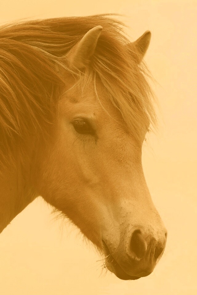 Гривастый конь обои