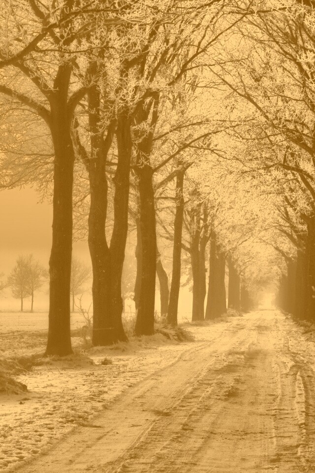 Морозное утро обои