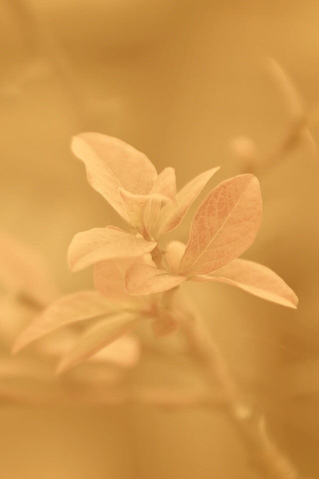 Красные листья на ветке обои