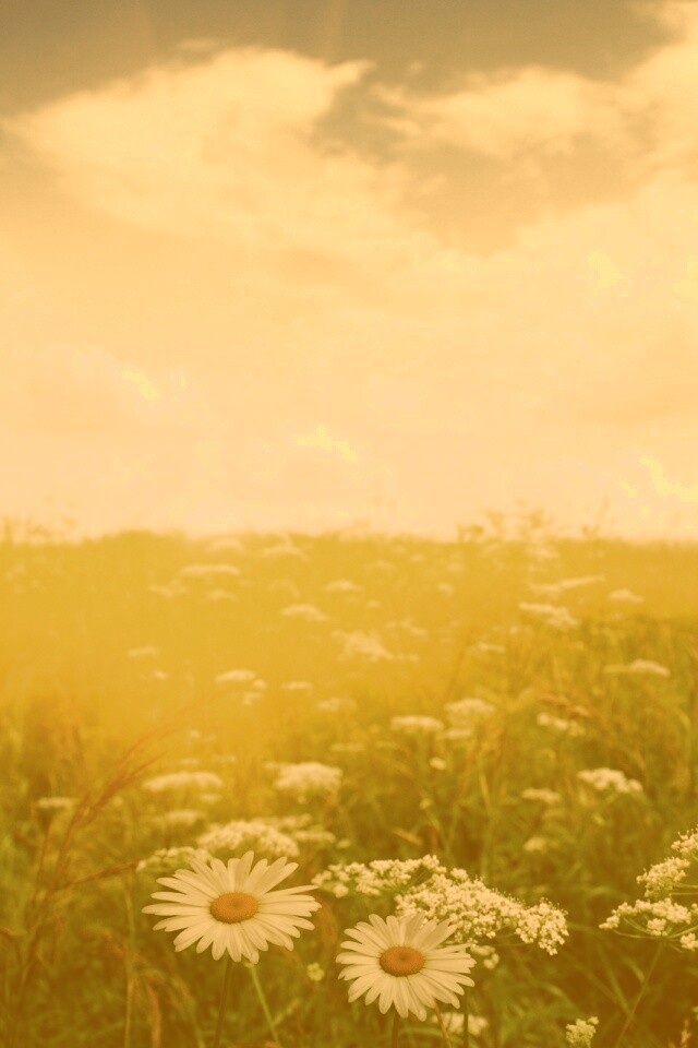 Поле ромашек обои